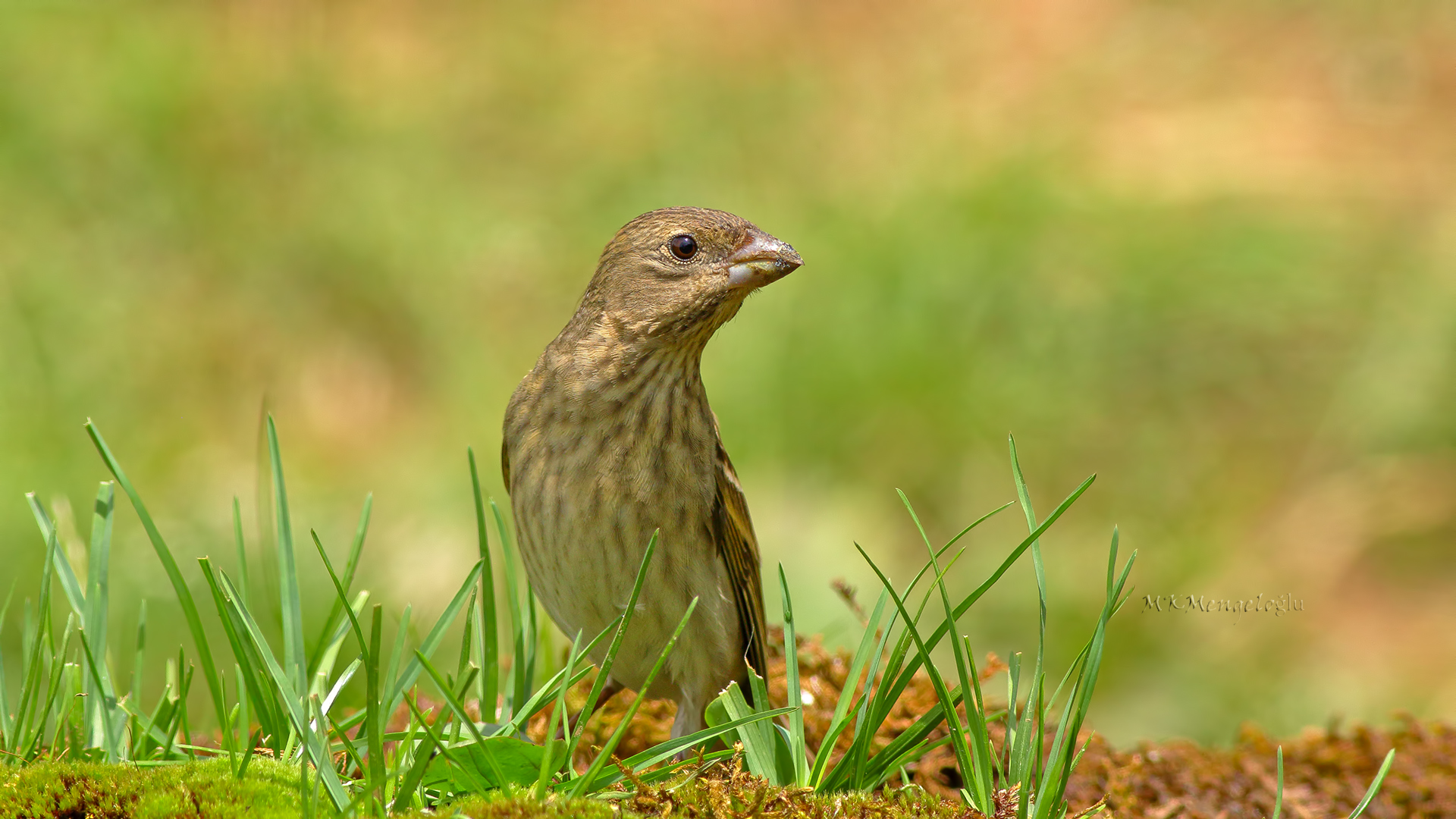 Common Rosefinch